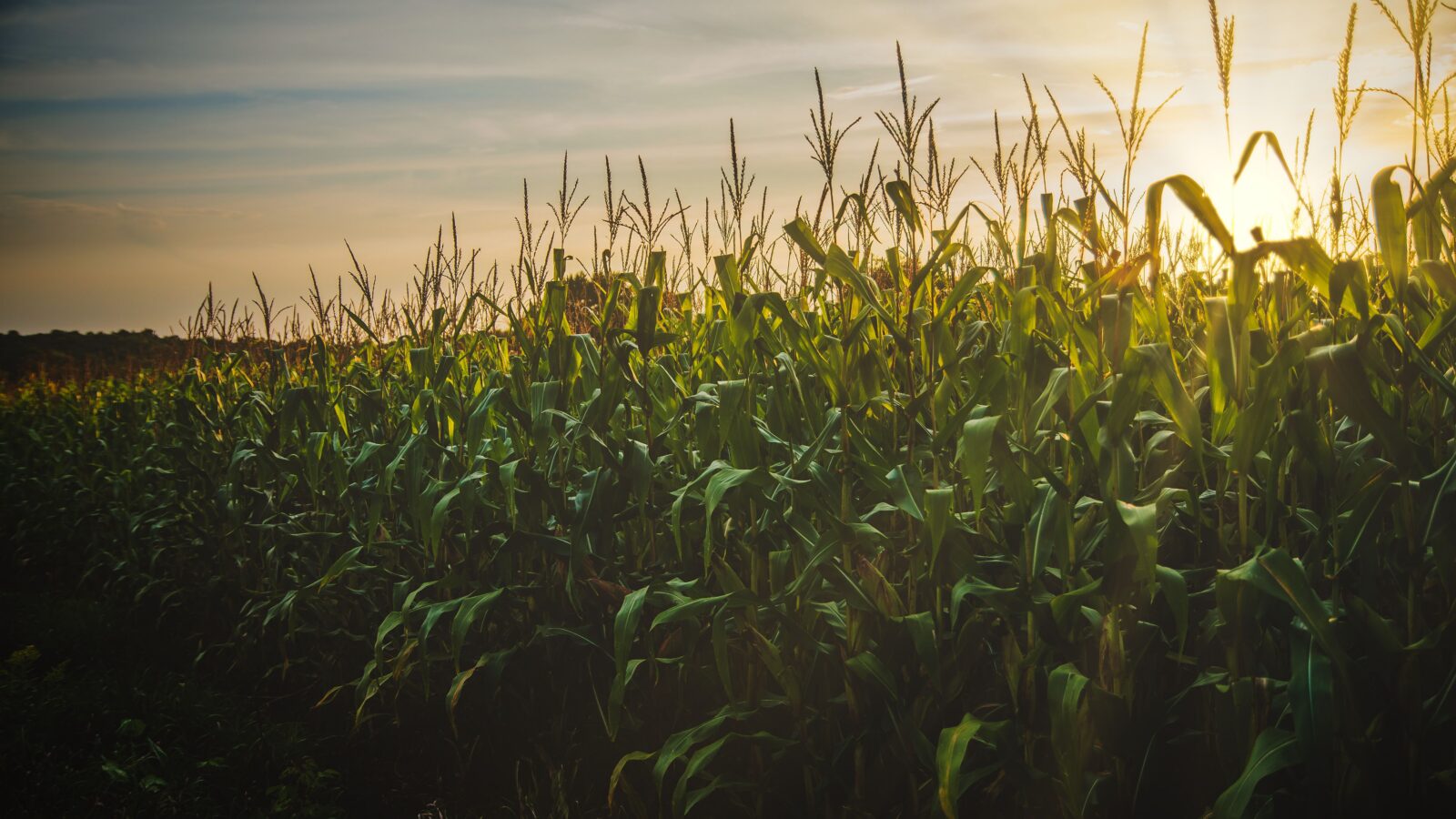Commercial Maize Farming Business Plan