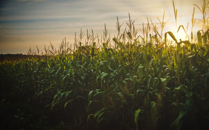 Commercial Maize Farming Business Plan