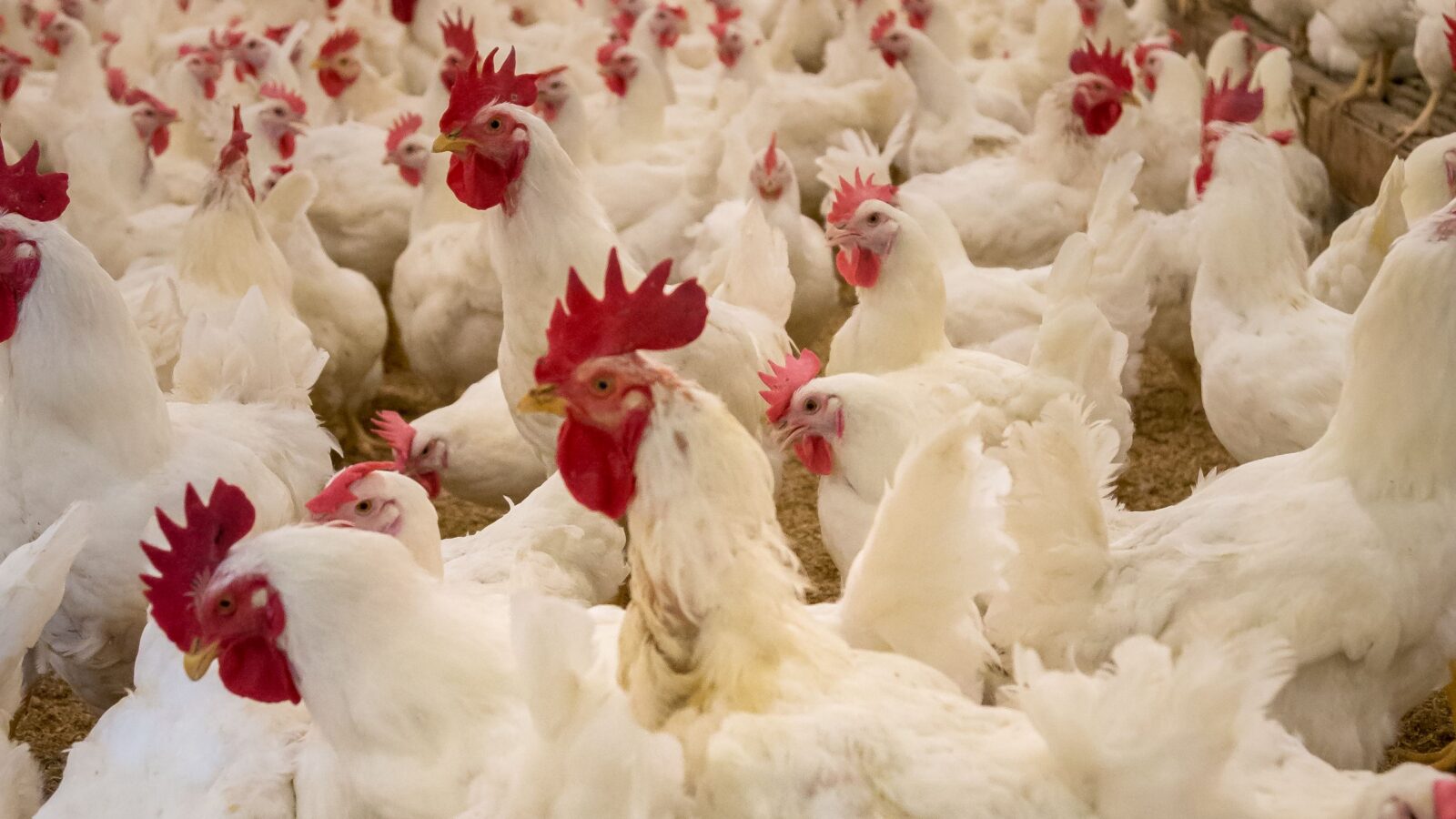 How to Write a Poultry Broiler Business Plan 2026: The Complete Method with a Worked Financial Model