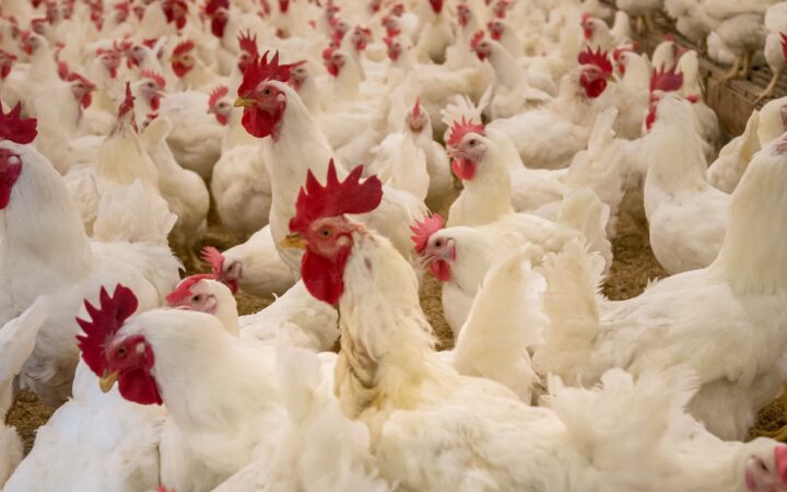 Poultry Farming Business Plan