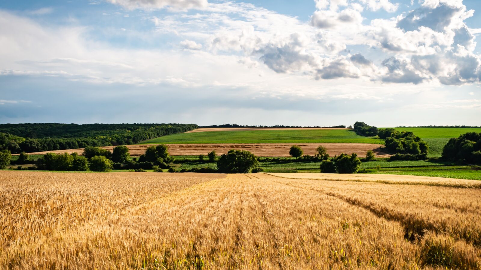 Funding for Farmers in South Africa 2026: Grants, Loans & Land Reform