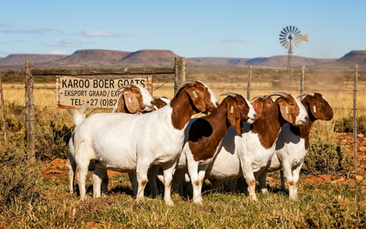 Goat Farming Business Plan