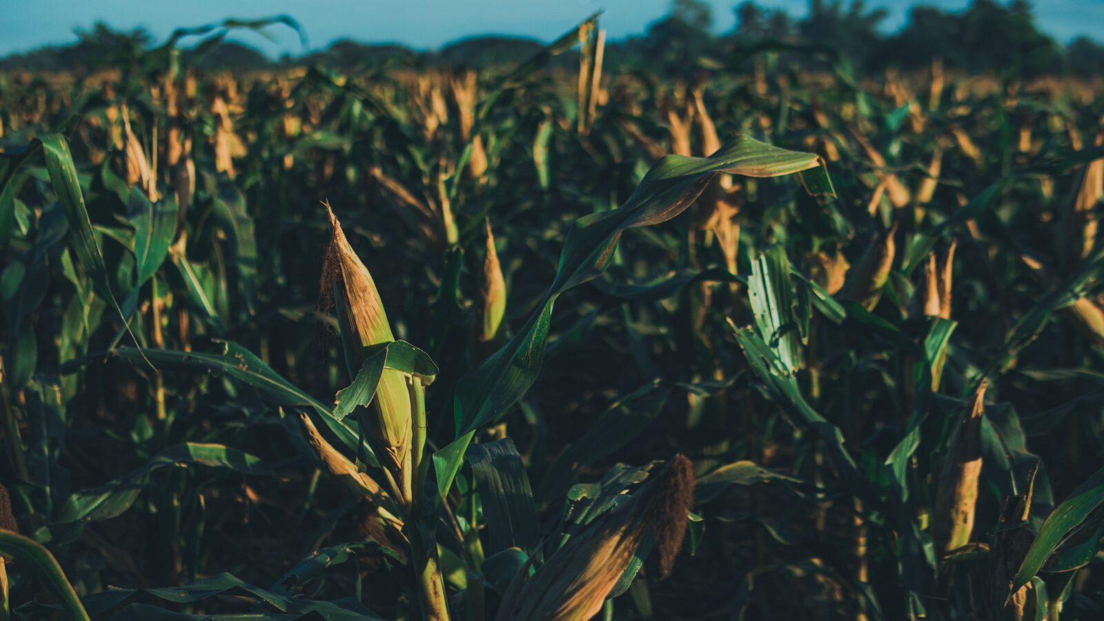 Agriculture Funding in Africa 2026: The Nine Sources of Capital & How to Get Funded