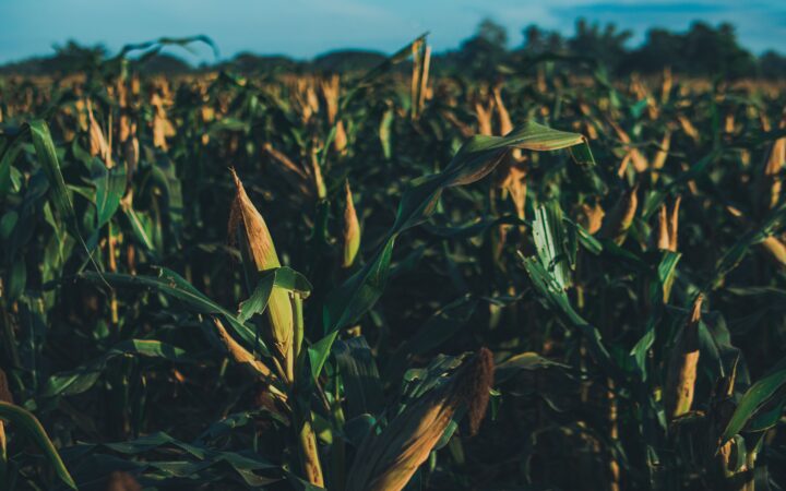 Agriculture Funding in Africa 2026: The Nine Sources of Capital & How to Get Funded