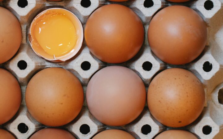 Layers Egg Production Business Plan
