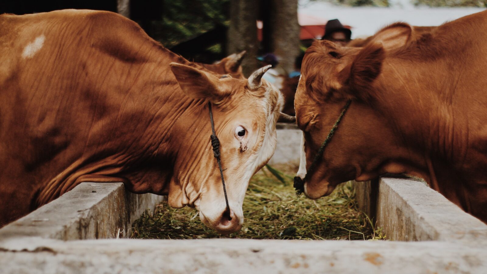 Animal Feed Business Plan South Africa
