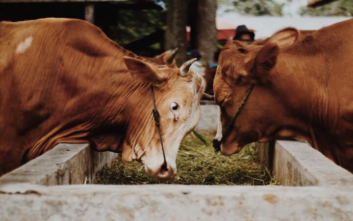 Animal Feed Business Plan South Africa