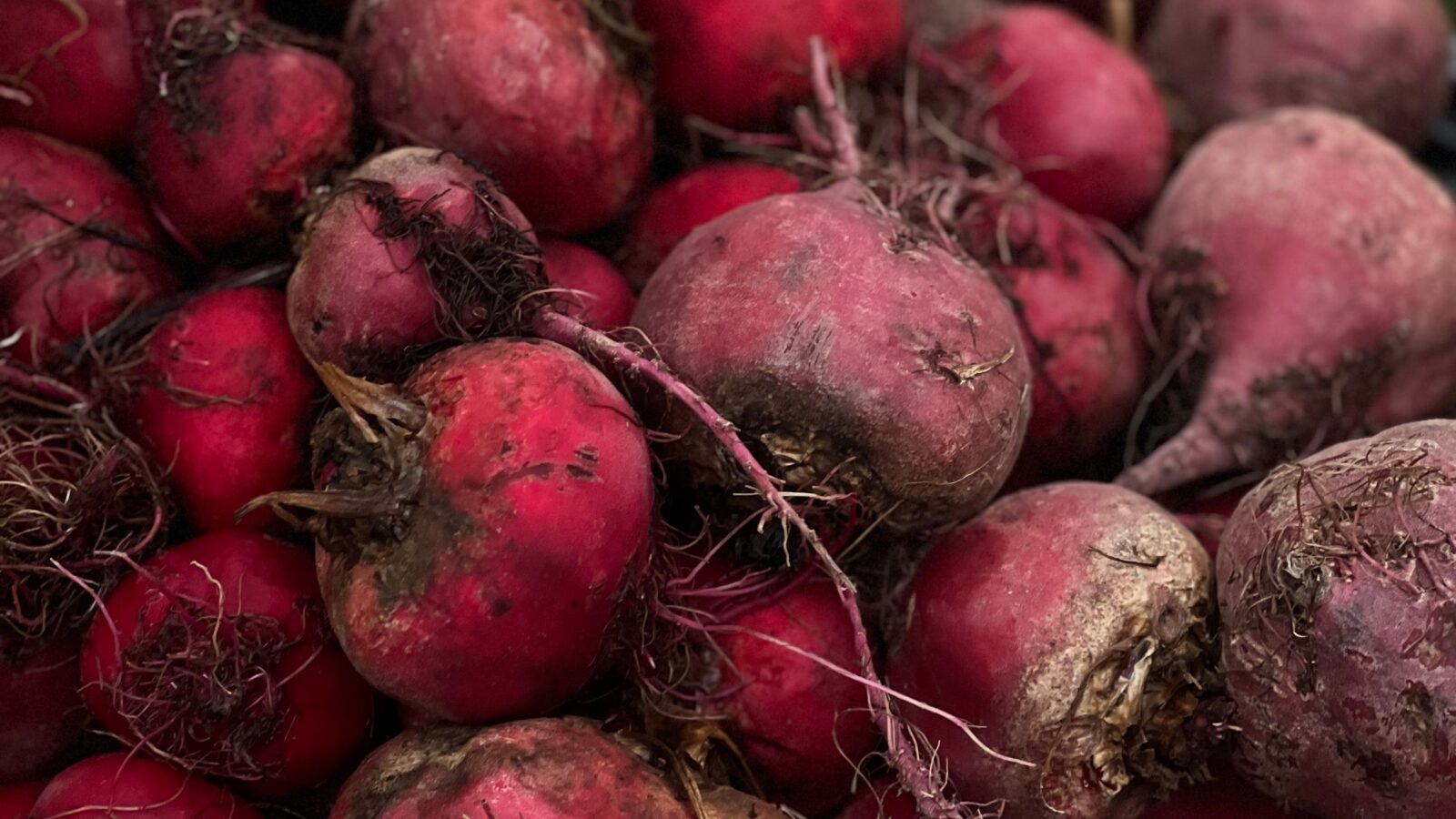 Beetroot Farming Business Plan South Africa