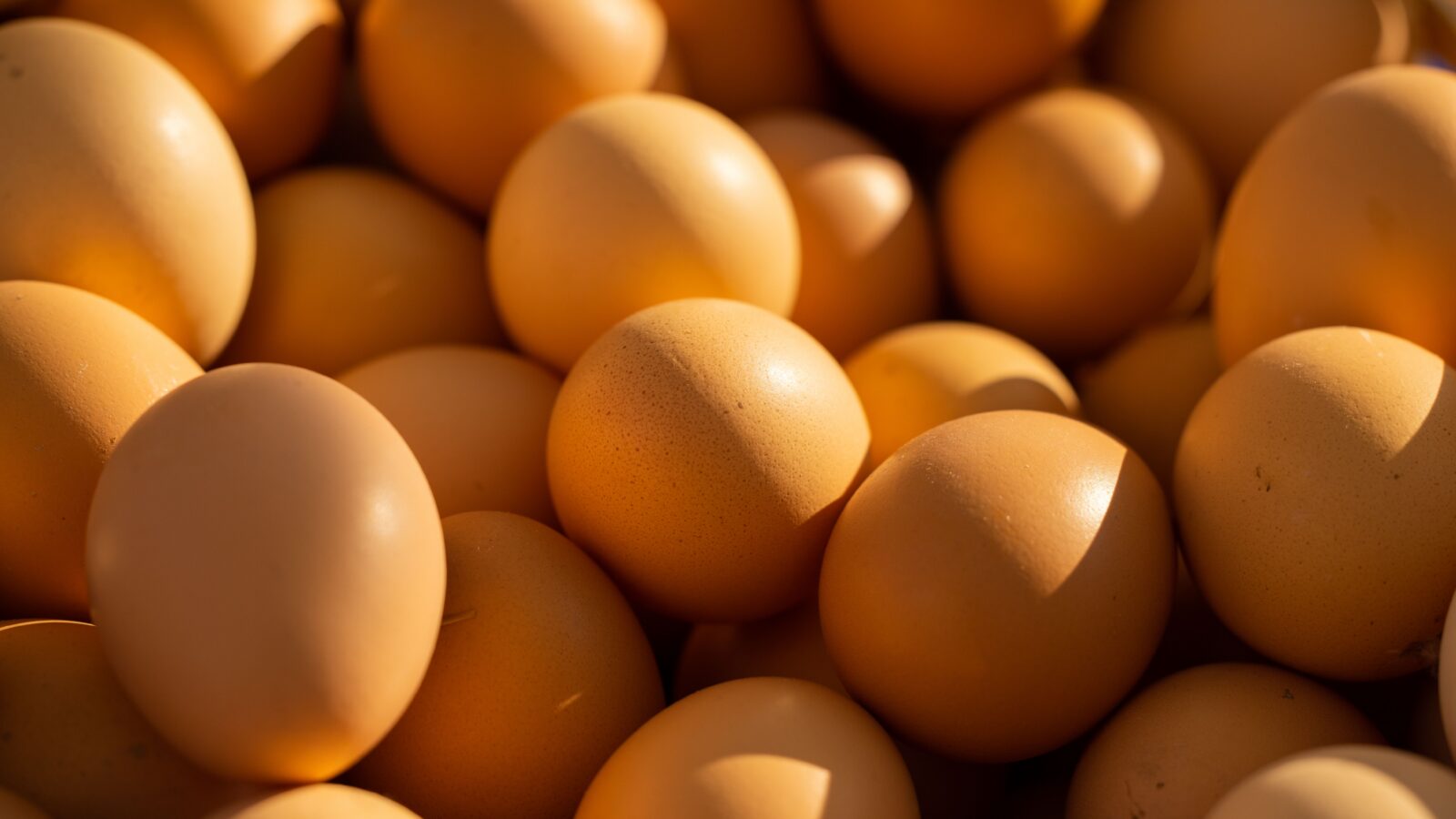 Egg Farming Business Plan South Africa