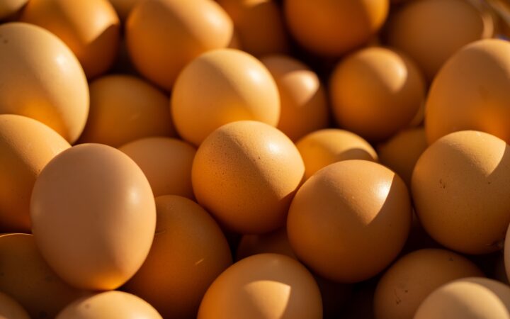 Egg Farming Business Plan South Africa